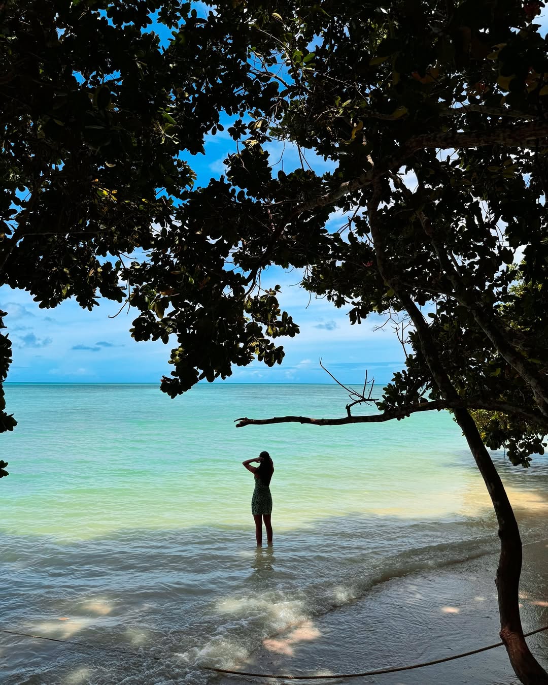 Ocean tree -  Beach Side.jpeg